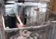 Încă un caz de pestă porcină la Rusănești. Un cioban a adus virusul periculos în sat