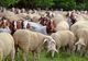 Simulare a veterinarilor olteni: Pestă a micilor rumegătoare la Cezieni