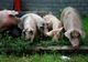 Zeci de porci morţi, găsiţi abandonaţi pe un islaz din judeţul Olt