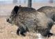 Patru mistreți găsiți morți la Dăneasa. Veterinarii au plecat să ia probe