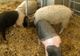Veterinarii verifică toți porcii din localitățile aflate în apropiere de Osica de Sus