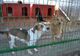 Primăria Caracal vrea să construiască un adăpost pentru câini