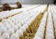 Fipronilul, prezent în continuare în ouăle produse la ferma din Scornicești. Ce se va întâmpla cu zecile de mii de păsări