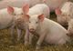 Primii porci, aduși în Rusănești peste două săptămâni. Când se poate relua creșterea suinelor în comună