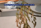 Cannabis crescut „indoor“ de un tânăr din Caracal. Ce măsură au luat procurorii DIICOT şi poliţiştii - VIDEO