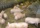 Mai multe focare de pestă porcină amenință județul. Alertă la Giuvărăști