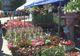 Expo- Flora se deschide mâine la Slatina. Câți comercianți sunt așteptați