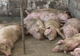 Decizie finală a veterinarilor în cazul focarului de pestă porcină de la Șerbănești