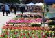 Zeci de expozanţi şi-au anunţat prezenţa la Expo Flora 2019, care se desfăşoară în centrul Slatinei, la finalul lunii
