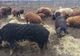 Speriați de pestă, mii de olteni au renunțat să mai crească porci în gospodării în ultimul an- Statistica veterinarilor