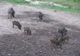Încă două focare de pestă porcină în Olt. Autoritățile sunt în alertă