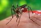 Doi bărbați din Olt, infectați cu virusul West Nile