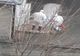 VIDEO. O femeie de 72 de ani din Olt, care a fost internată la Gerota, confirmată cu COVID-19
