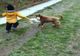 VIDEO. Pisică agresată de un copil şi un câine, într-o comună din Olt. O femeie a filmat şi a postat pe internet