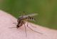 Trei cazuri de infecţie cu virusul West Nile confirmate în Olt, Bacău și București