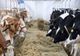 TRANSPORTUL ANIMALELOR VII ȘI PRODUSELOR DE ORIGINE ANIMALĂ DIN UNGARIA, INTERZIS ÎN ROMÂNIA
