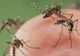 CREȘTERE A CAZURILOR DE INFECȚIE CU VIRUSUL WEST NILE ÎN ROMÂNIA 
