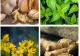 Mirodenii și plante aromatice ideale pentru imunitate. Recomandarea unui renumit fitoterapeut